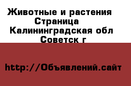  Животные и растения - Страница 6 . Калининградская обл.,Советск г.